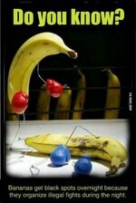 banana fight club.jpg