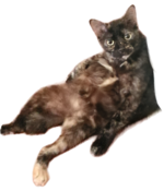 Spidercat edit .png