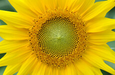 Yellow_sunflower_001.jpeg