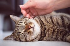 a-girl-or-woman-is-stroking-a-sleeping-striped-fluffy-gray-kitten-with-her-hand--the-cat-is-ly...jpg