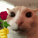 1000038128.gif