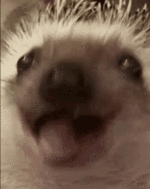 ec2054e76e51d9997af20e8626c99c4b5d2395e806eed69cf69da6c4f54a41d2.gif