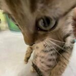 cat stare 4.jpg