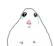 sad hamster.jpeg