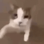 AQhEYUbL_2.gif