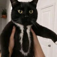 Toethetuxedocat