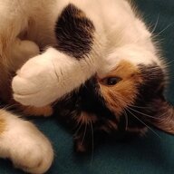MEOWWWWWWWWWWWWWWWWWWWWWWWWWW