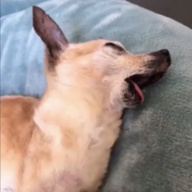 LacosteTS