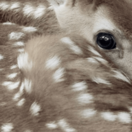 fawnrot