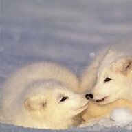 FrostedFoxes