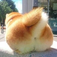 bigbuttdoge