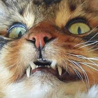 ranva