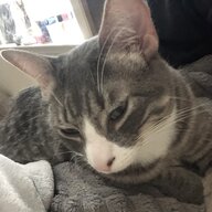 Kittyheartgamer