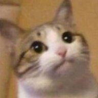 Salzige_Katze