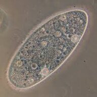 paramecium