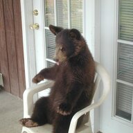 ChairBear