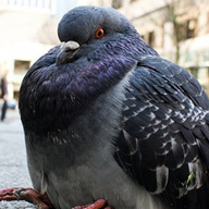 pigeon