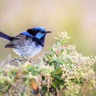 BlueWren