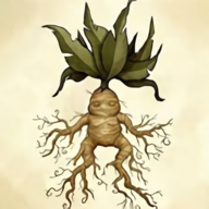 Mandragora