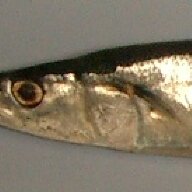 pacificsaury