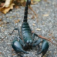 Scorpionblack