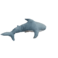 sharklT