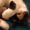 MEOWWWWWWWWWWWWWWWWWWWWWWWWWW