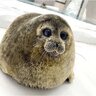 Sealiouslyinlove