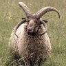 Loghtan