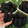 BigBlackBerry