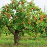 AppleTree