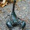 Scorpionblack