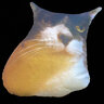 Guttase