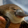 CynicalPlatapus