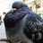 pigeon