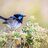 BlueWren