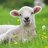Doctor_Sheep