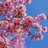 BeautifulPetals