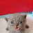 WeakCat_