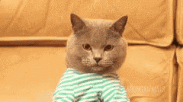 cat-shitpost.gif