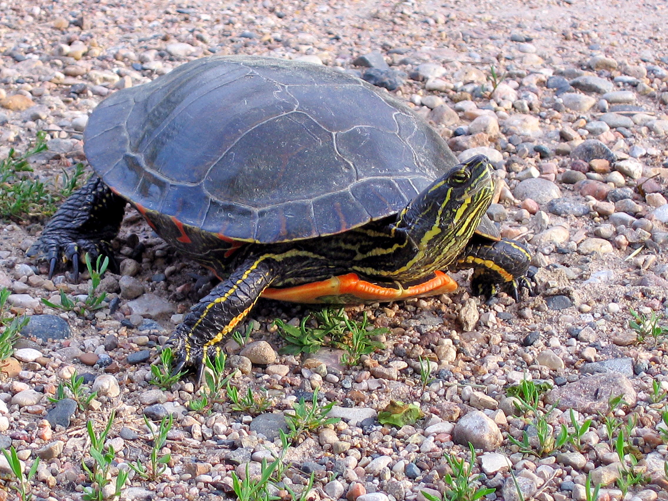 Painted_Turtle_%2814541060047%29.jpg