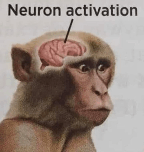 neuron-activation-monkey.gif