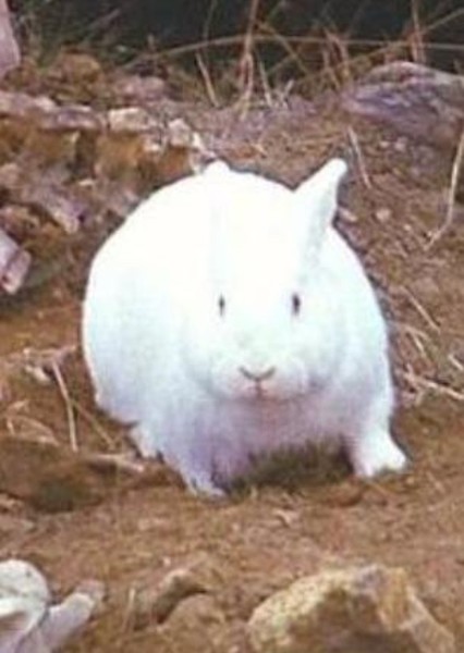 actor-rabbit-of-caerbannog-411180_large.jpg