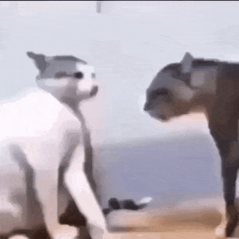 cat-fight.gif