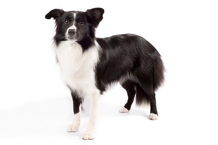 Border-Collie-On-White-01.jpg