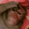 annoyed-monkey-3amskypecall.gif