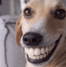 dog-dog-smiling.gif