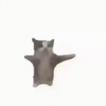 tenor.gif