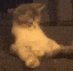 cat-cute.gif