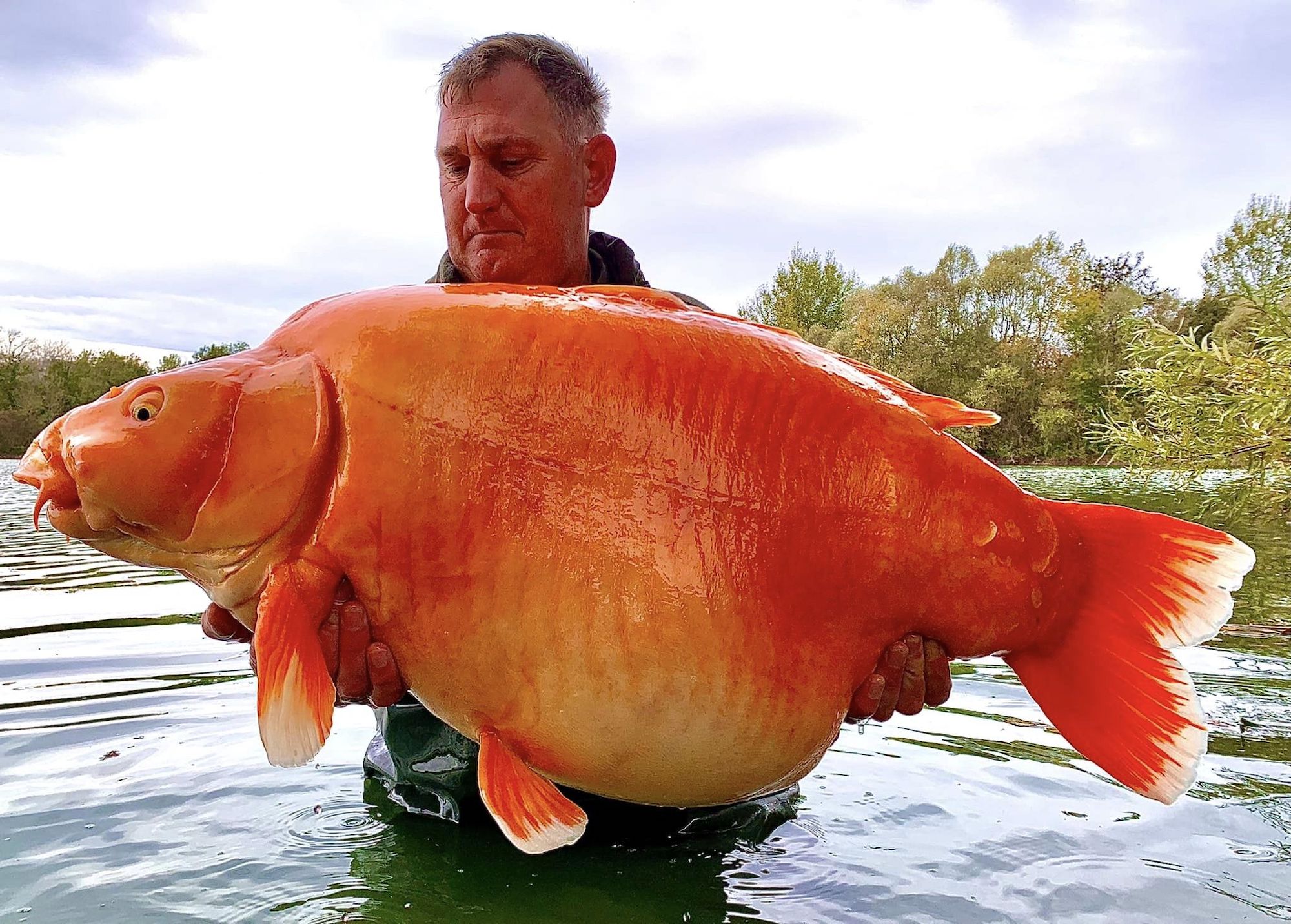 worlds_biggest_goldfish_1.jpeg